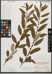Foto von Salix triandra subsp. amygdalina (L.) Schübl. & G. Martens